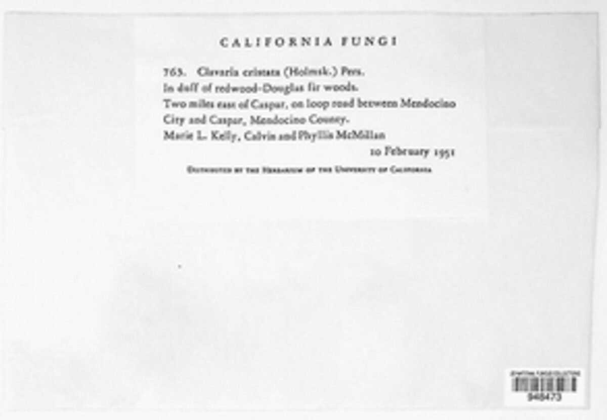 Clavulina coralloides image